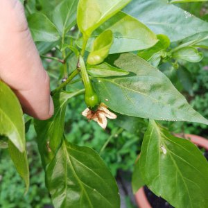 Jalapeno_nah