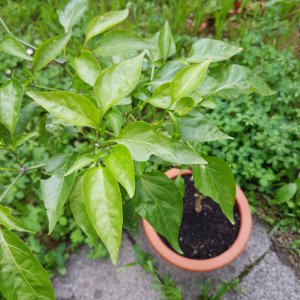 Jalapeno