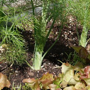 Fenchel