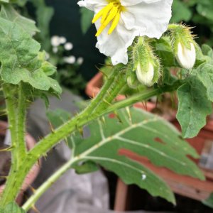 Litschi Tomate