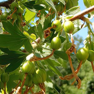 Jostabeeren