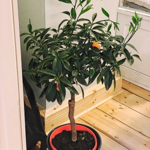 Kumquat