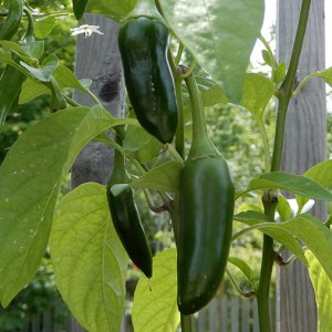 Yellow Jalapeno Big