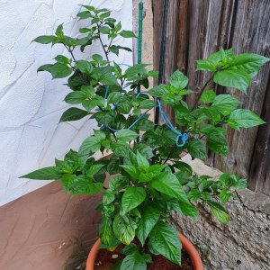 Pimenta Chris Fat Red (Büddee)