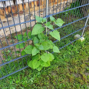 Physalis peruviana