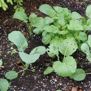 Collard
