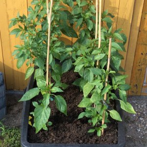 Nochmal Habaneros.jpeg