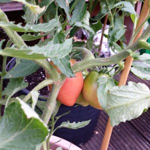Andenhorn rosa