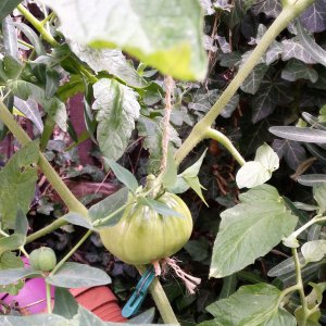 Marmande