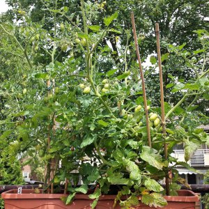 ToTy`s Cocktailtomate