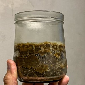 Roggenbrot-Miso, 3m