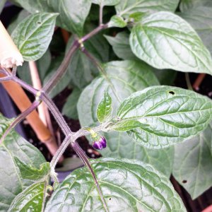 Equadorian sweet