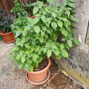 Chile de Cera
