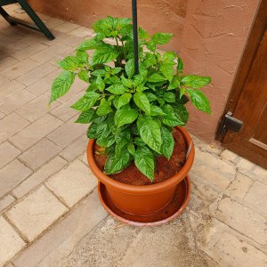 Carolina Reaper