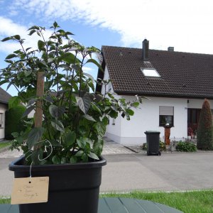 Cheiro Orange 2.JPG