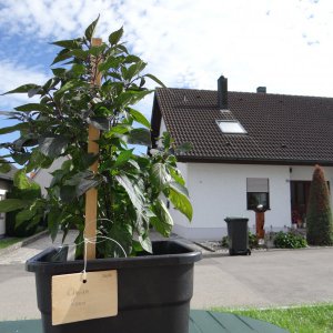 Cheiro Roxa .JPG