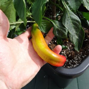 Moriat Beere 3.JPG