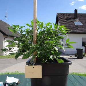 Murupi.JPG