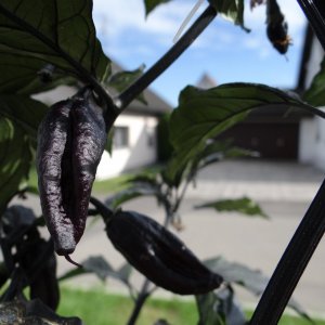 Pimenta Lisa Beeren 2.JPG