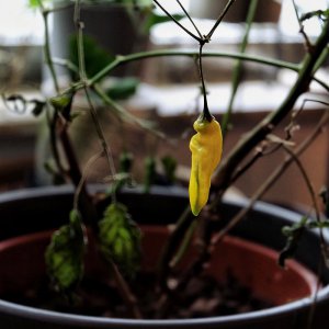 Aji Jaguar F3