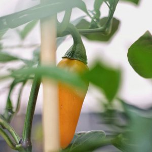 Jalapeño