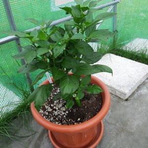 Snack Pepper Yellow1 9.7.