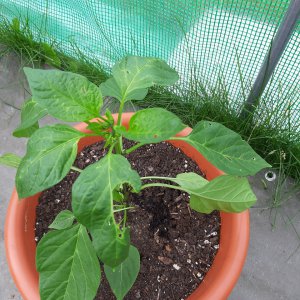Scharfe Paprika 9.7.