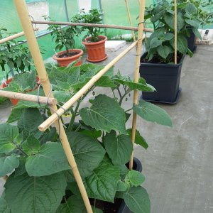 Physalis 9.7.