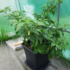 Bhut Jolokia2 9.7.