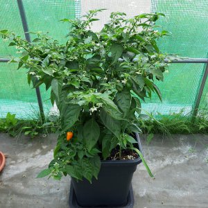 Habanero Orange 9.7.