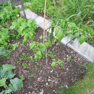 Rocoto 9.7.