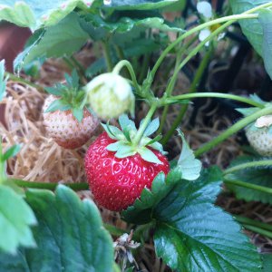 09.07.2020 Erdbeeren2.jpg