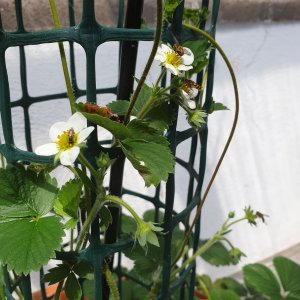 04.07.2020 Erdbeeren.jpg