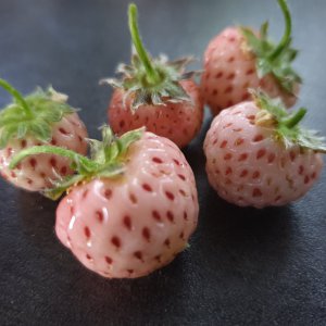 23.06.2020 Erdbeeren snowhite.jpg