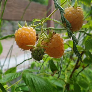 09.06.2020 Himbeeren 2.jpg