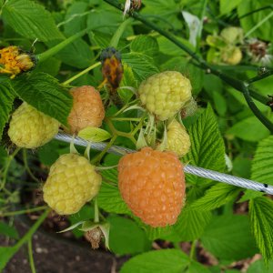 09.06.2020 Himbeeren