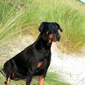Bonny in den Dünen von Sankt Peter-Ording.jpeg