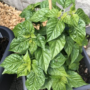 Bhut Jolokia rot.jpeg