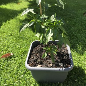 Rocoto P 360.jpeg
