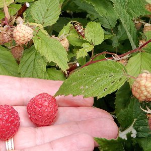 Himbeeren