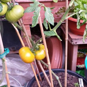 Orange Tomate