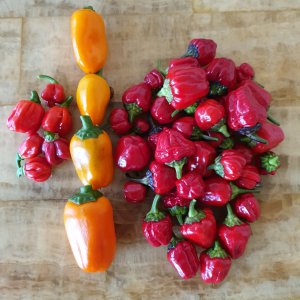 Habanero Rot - Snackpaprika Hamik - Black Scorpion Tongue