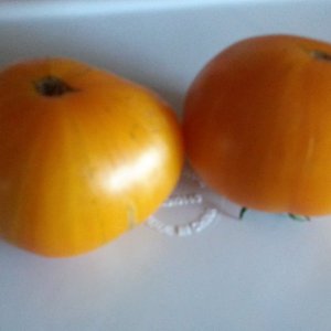 Tomaten orange