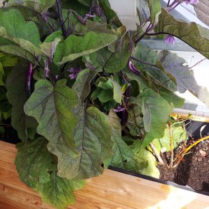 19.07. Ping Tung Aubergine