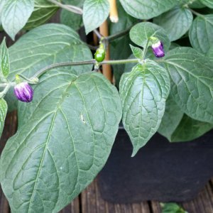 Equadorian sweet