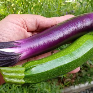 AubergineZucchini