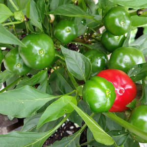 Hot Cherry
