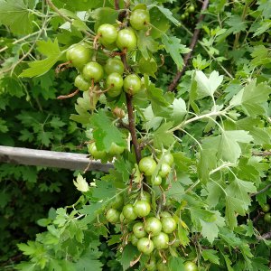 Jostabeeren