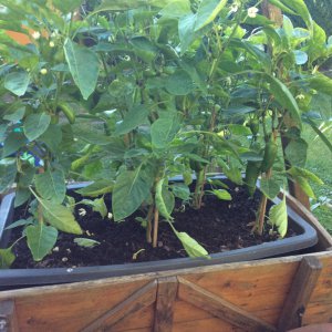 Jalapenos.jpeg