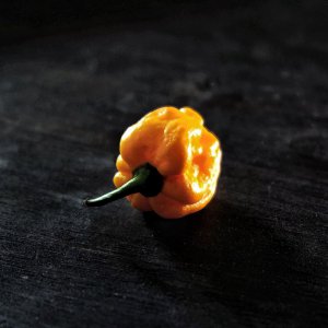 Johnas Yellow Brain